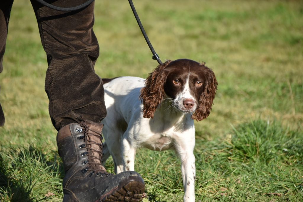 gundog training an ex police sniffer springer spaniel