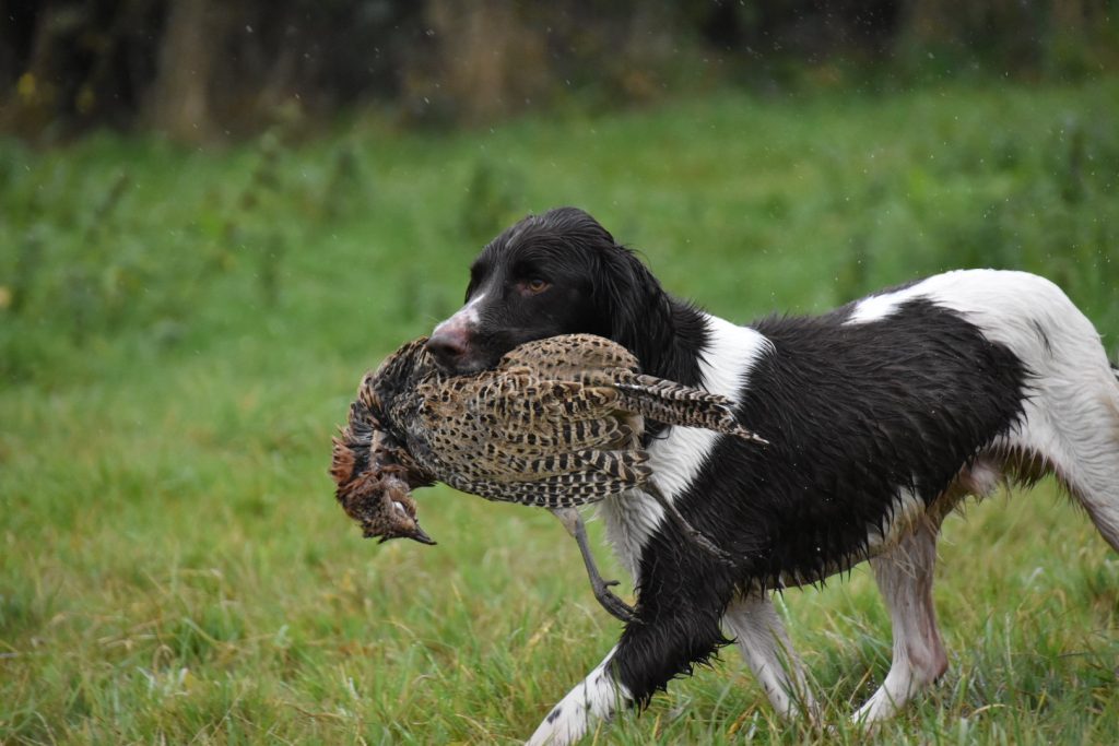 can a vegetarian be a gamekeeper tessleymoor