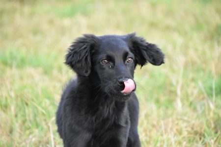 tessleymoor gundog puppy training flatcoat retriever