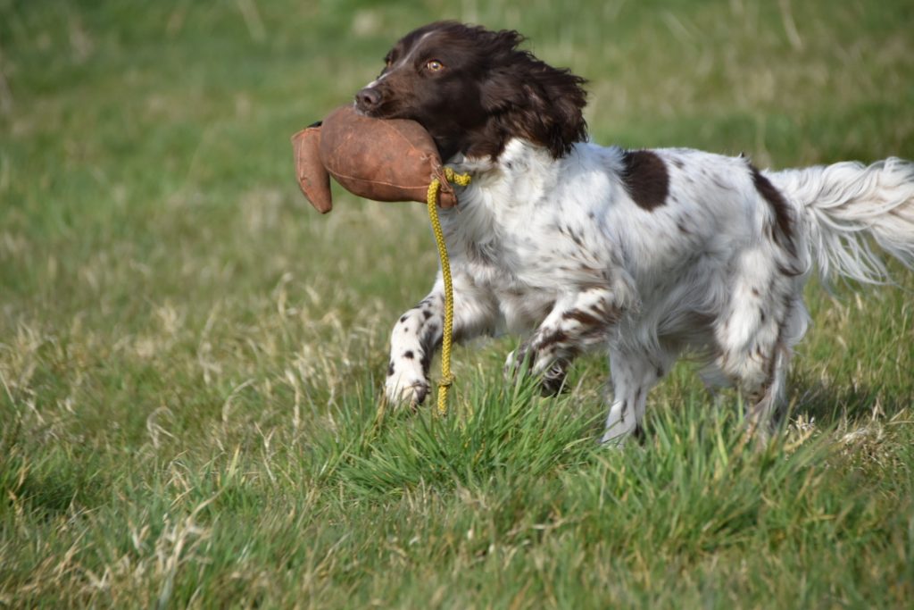 virtual gundog training tessleymoor way