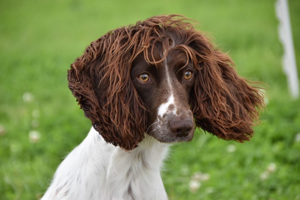 virtual gundog training tessleymoor gundogs