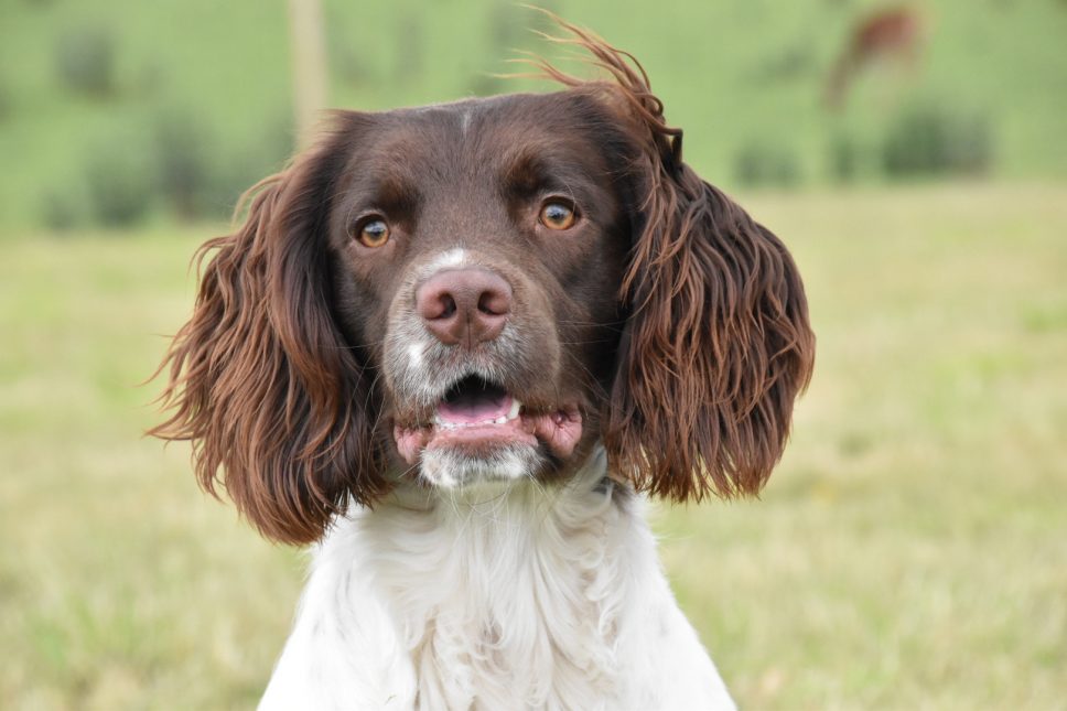 Rescue Springer | Gundog Training | Tessleymoor Gundogs