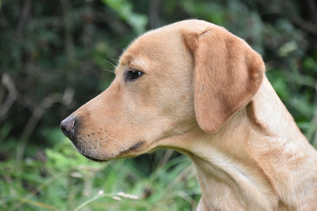 residential gundog training labrador