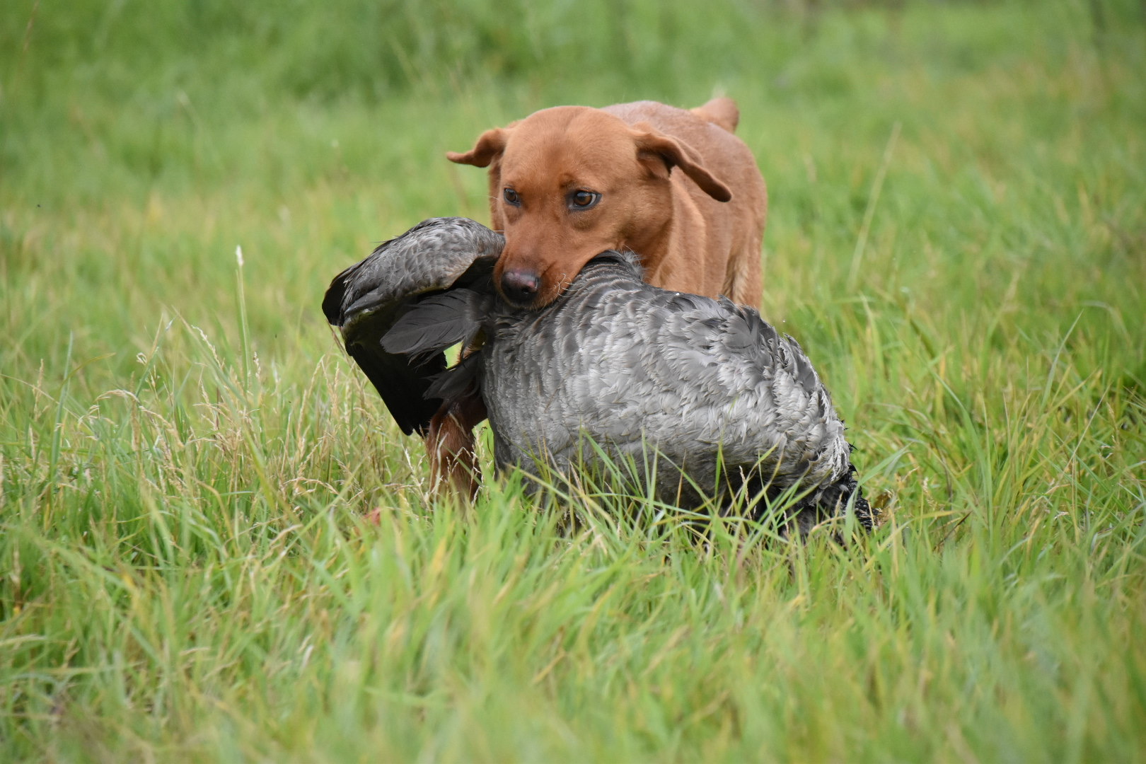 labrador retrieving a canada goose shooting season