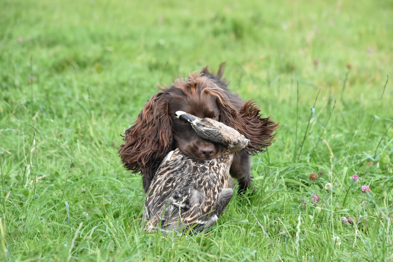 Training the hot sale working spaniel