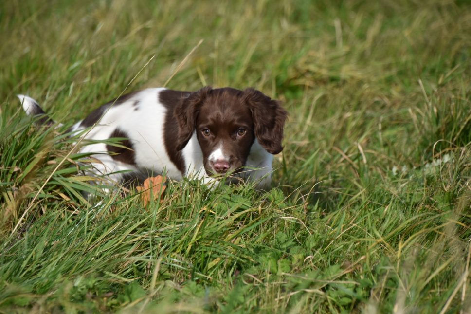 Puppy Training At 10 Weeks | Springer Spaniel | Tessleymoor