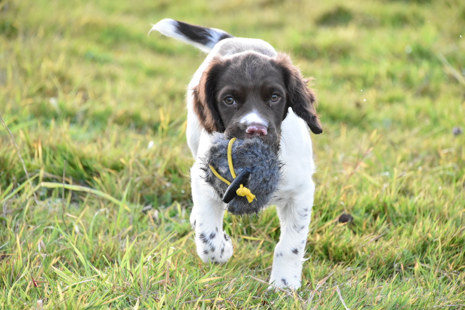 puppy training tessleymoor way