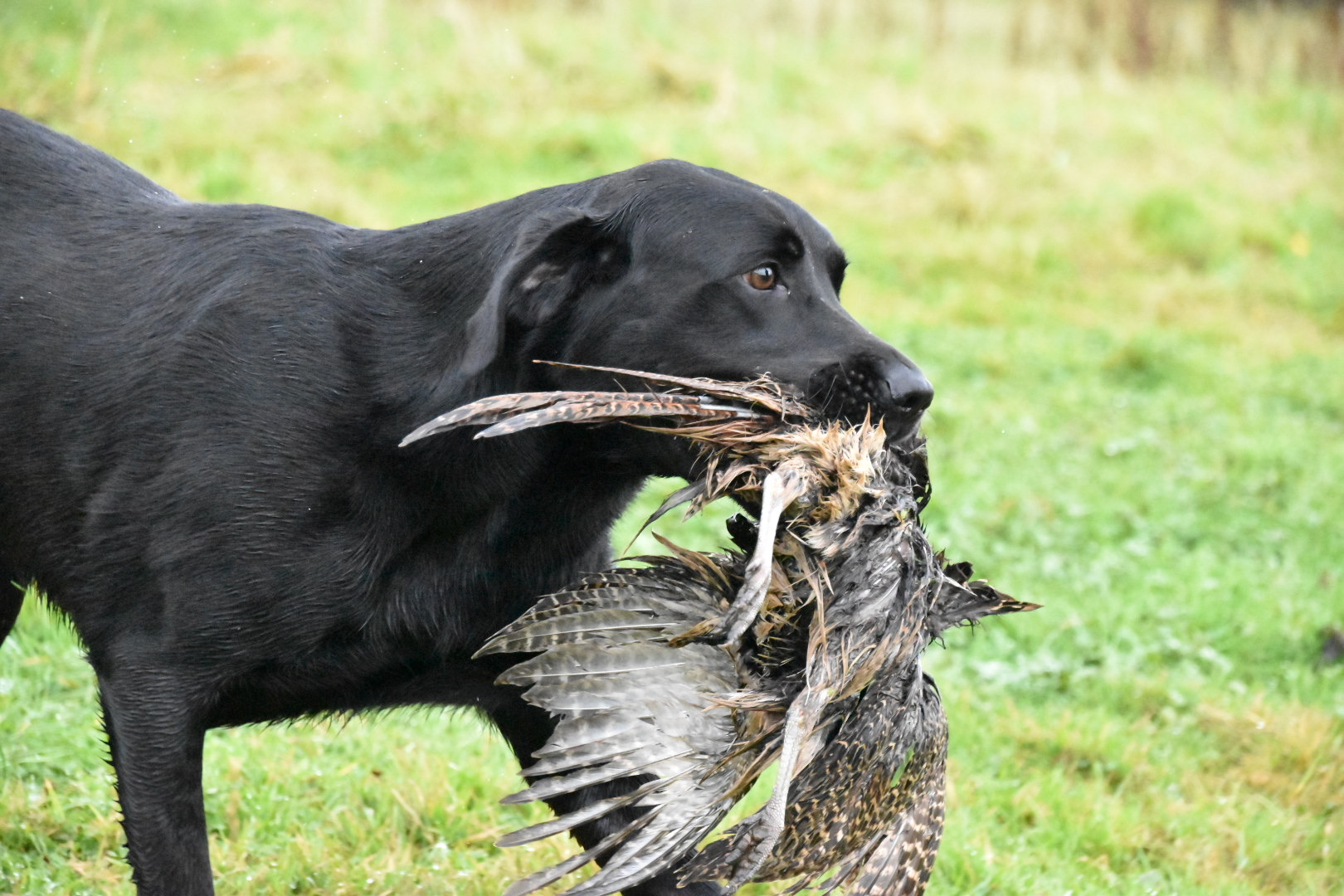 cold game training labrador