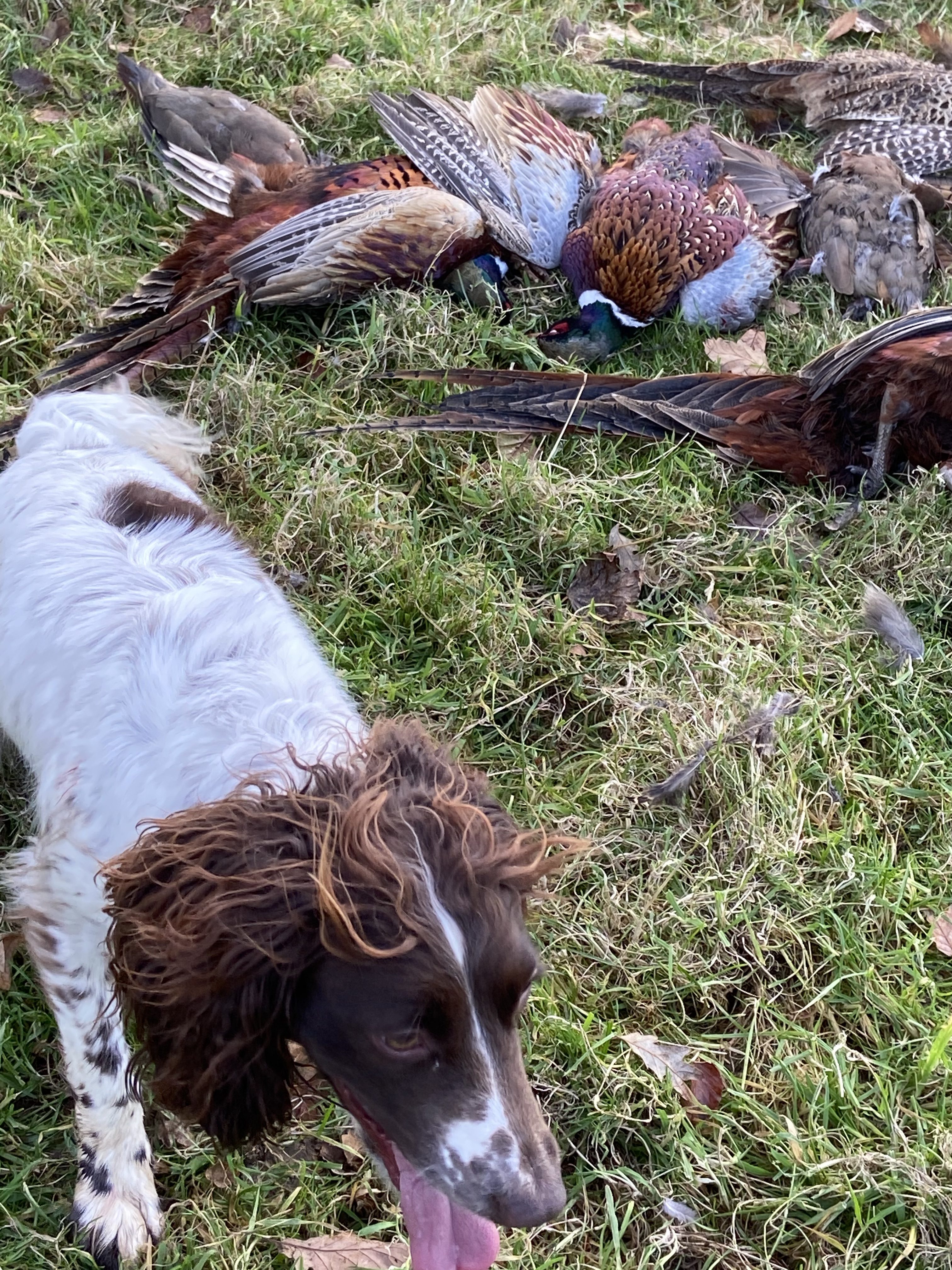 1st october 2020 shooting season pheasant