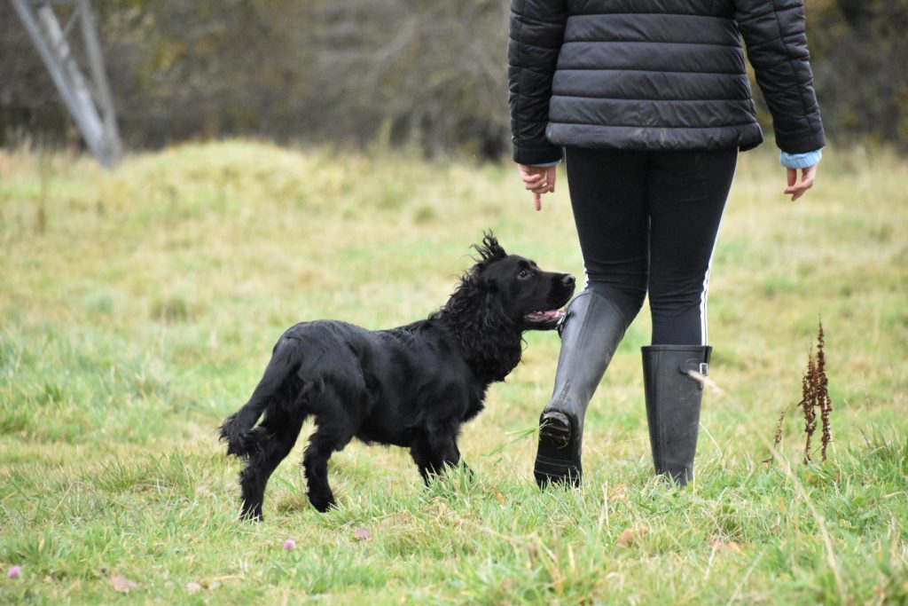 Cocker spaniel gundog training tessleymoor way