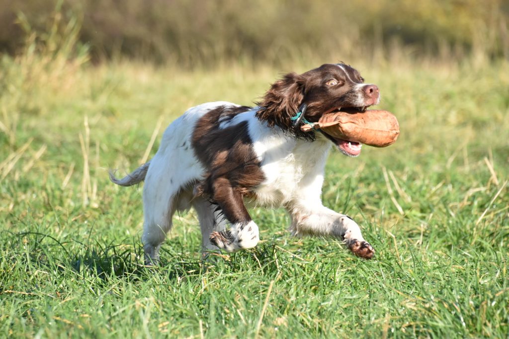 Testimonial virtual dog training tessleymoor