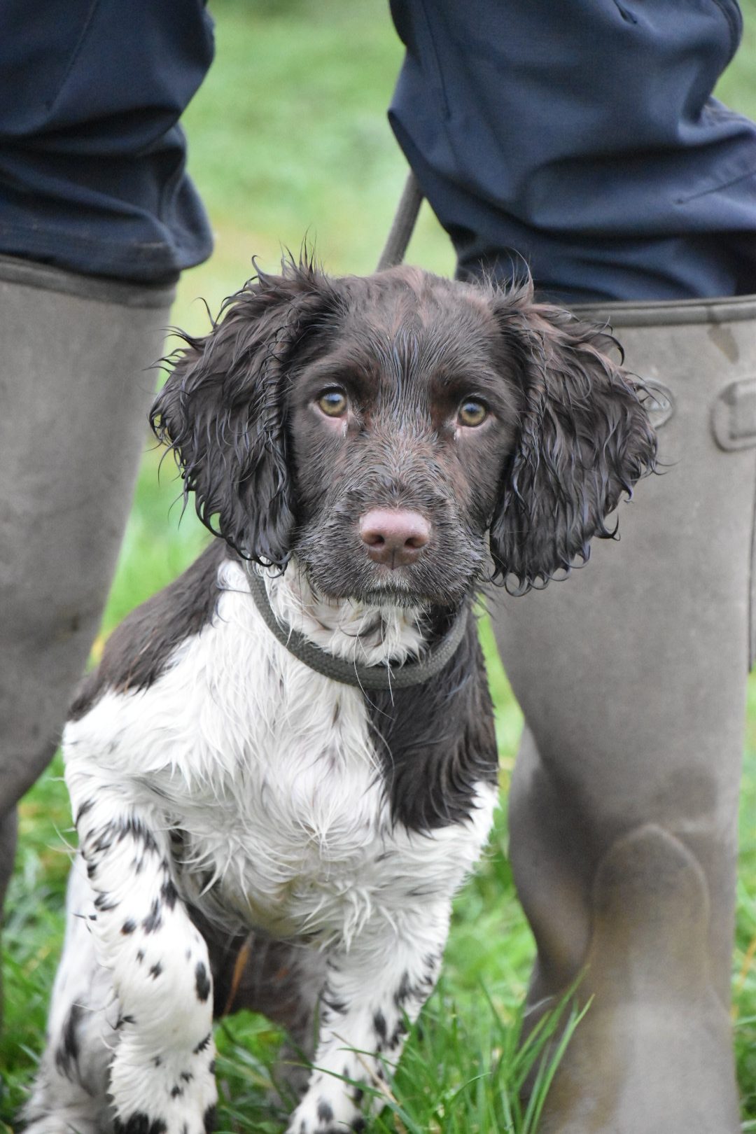 Springer spaniel puppy gundog tessleymoor