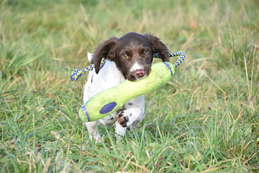 training springer spaniel to heel