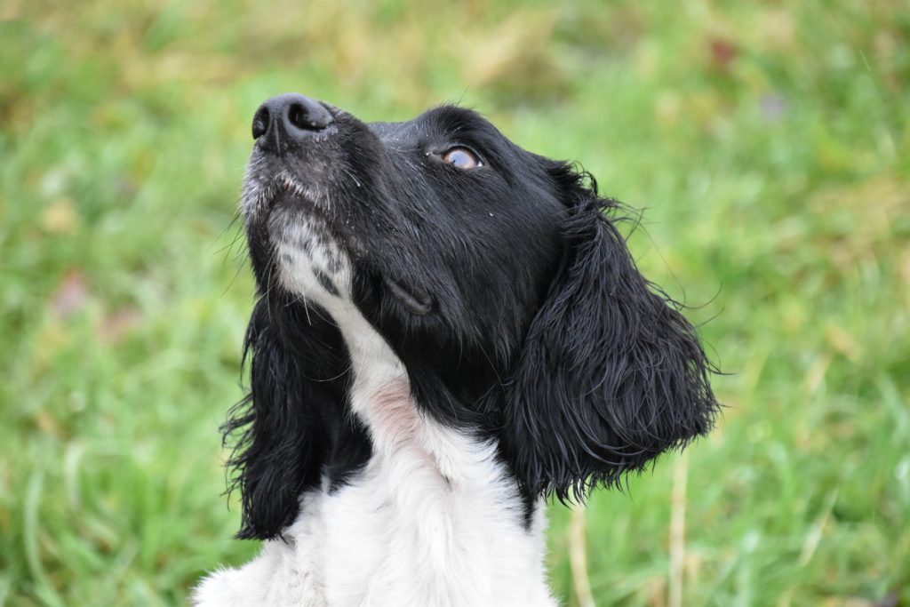 can a springer spaniel be trained right away