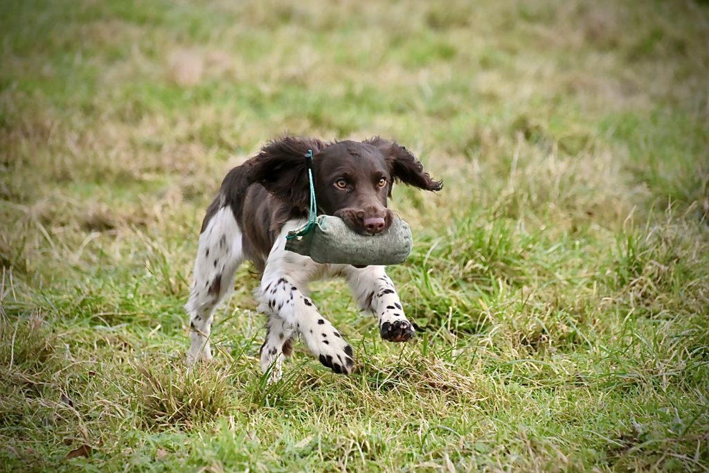 puppy gundog training the tessleymoor way