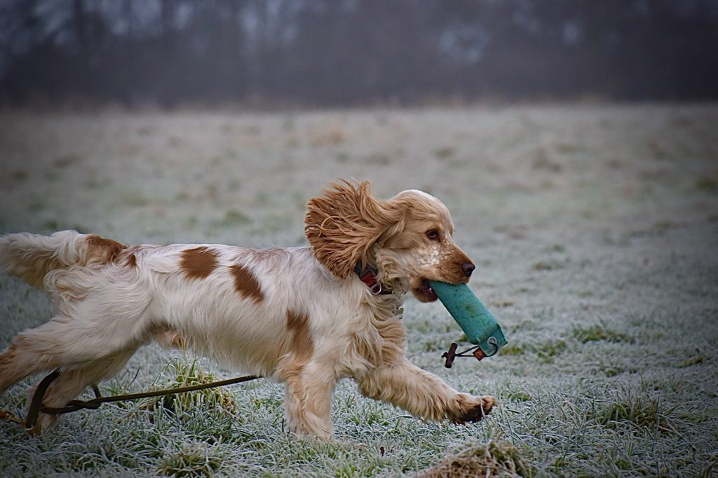 Cocker spaniel sale crate training