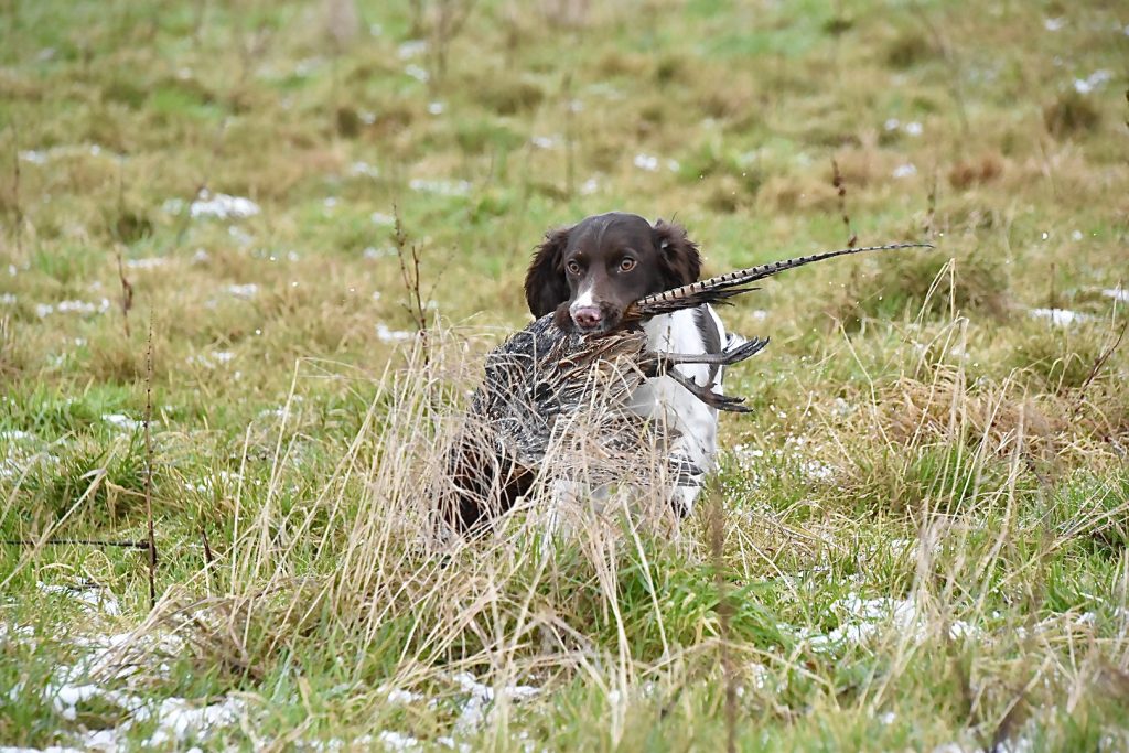 Puppy springer spaniel gundog training retrieving cold game.