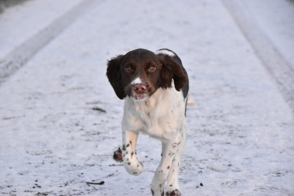 gundog puppy training the tessleymoor way