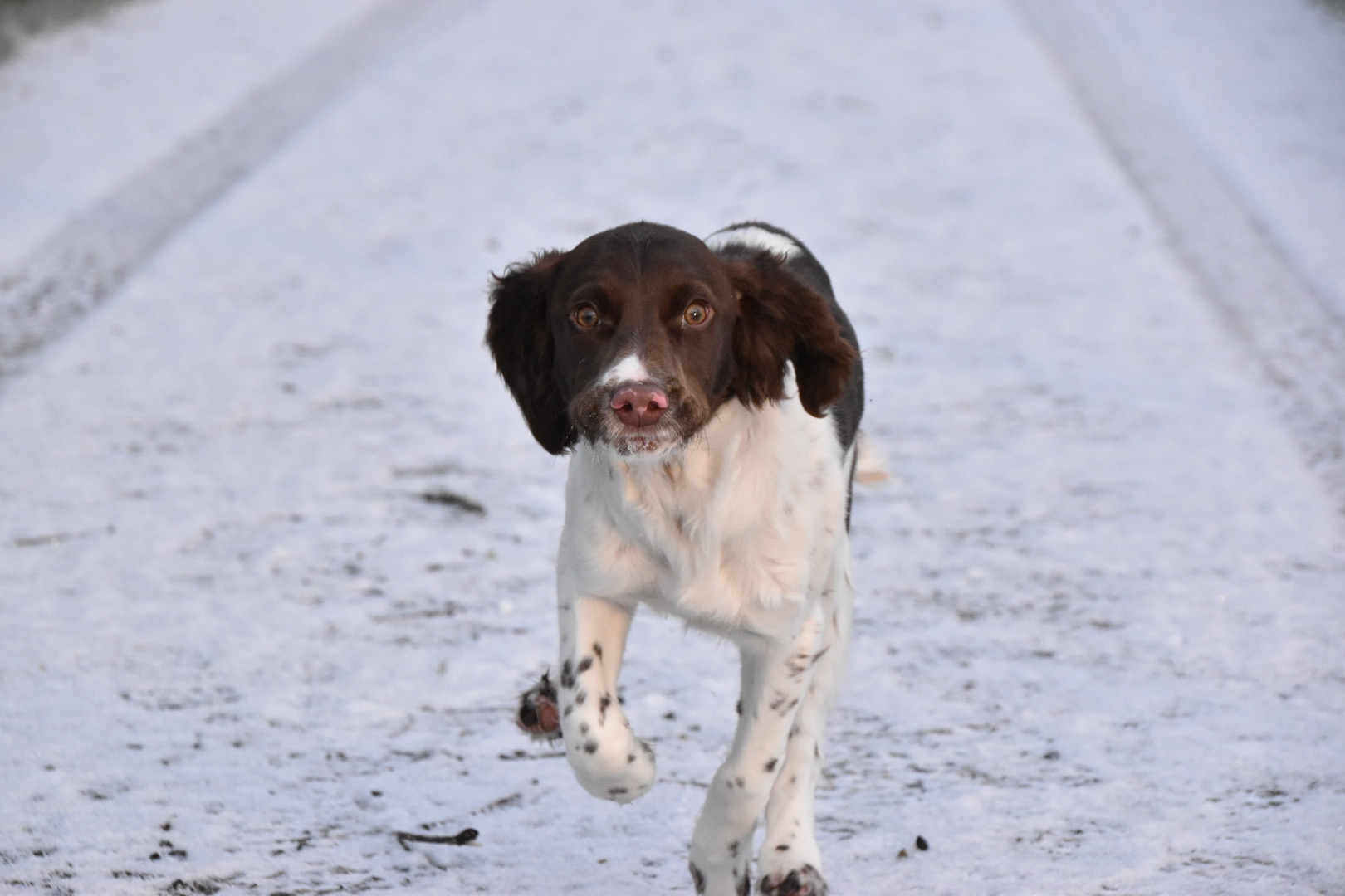 gundog puppy training the tessleymoor way