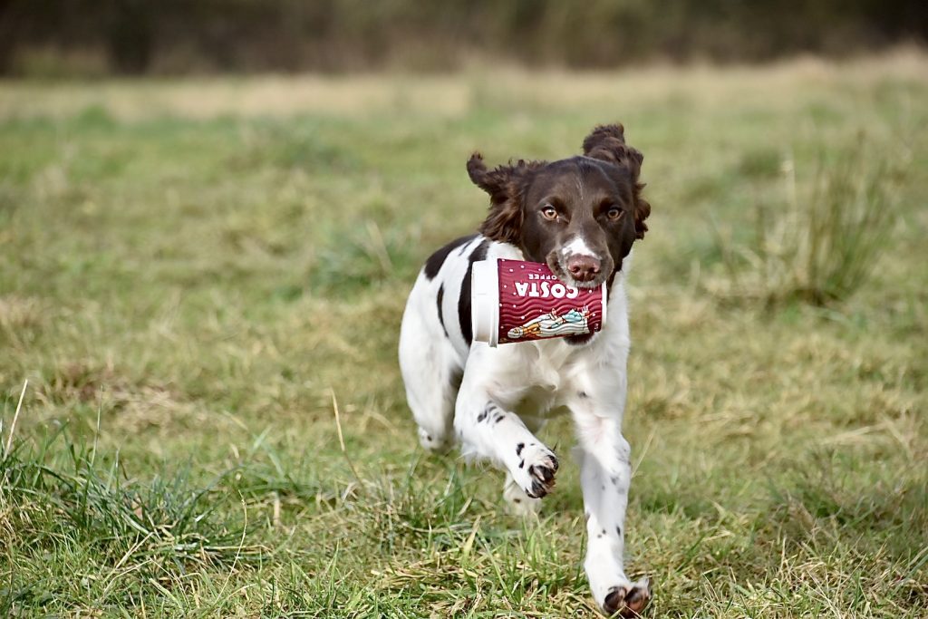 spinger spaniel gundog training