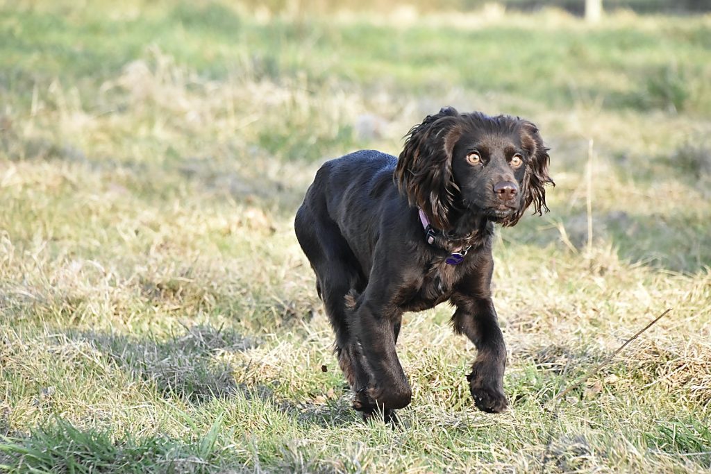 gundog training tessa cocker spaniel