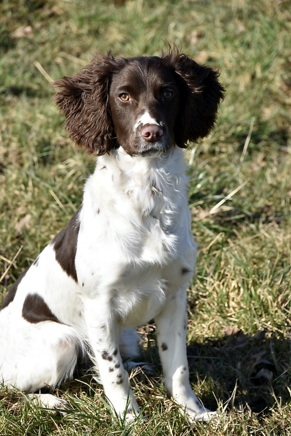 Puppy Training at 6 months | Springer Spaniel | Tessleymoor