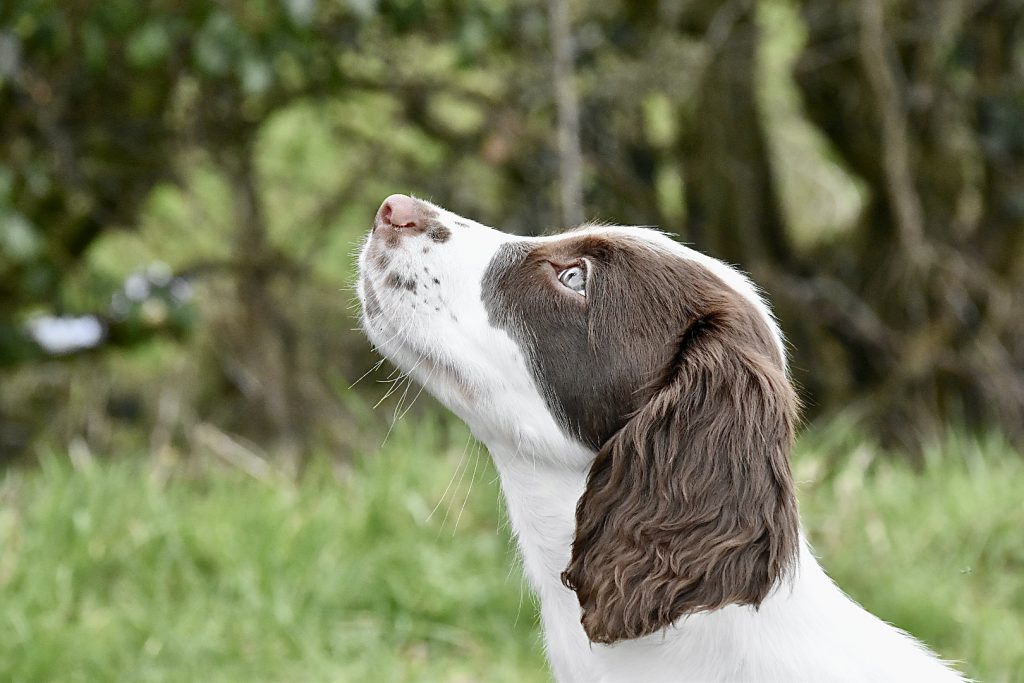 puppy gundog training the tessleymoor way