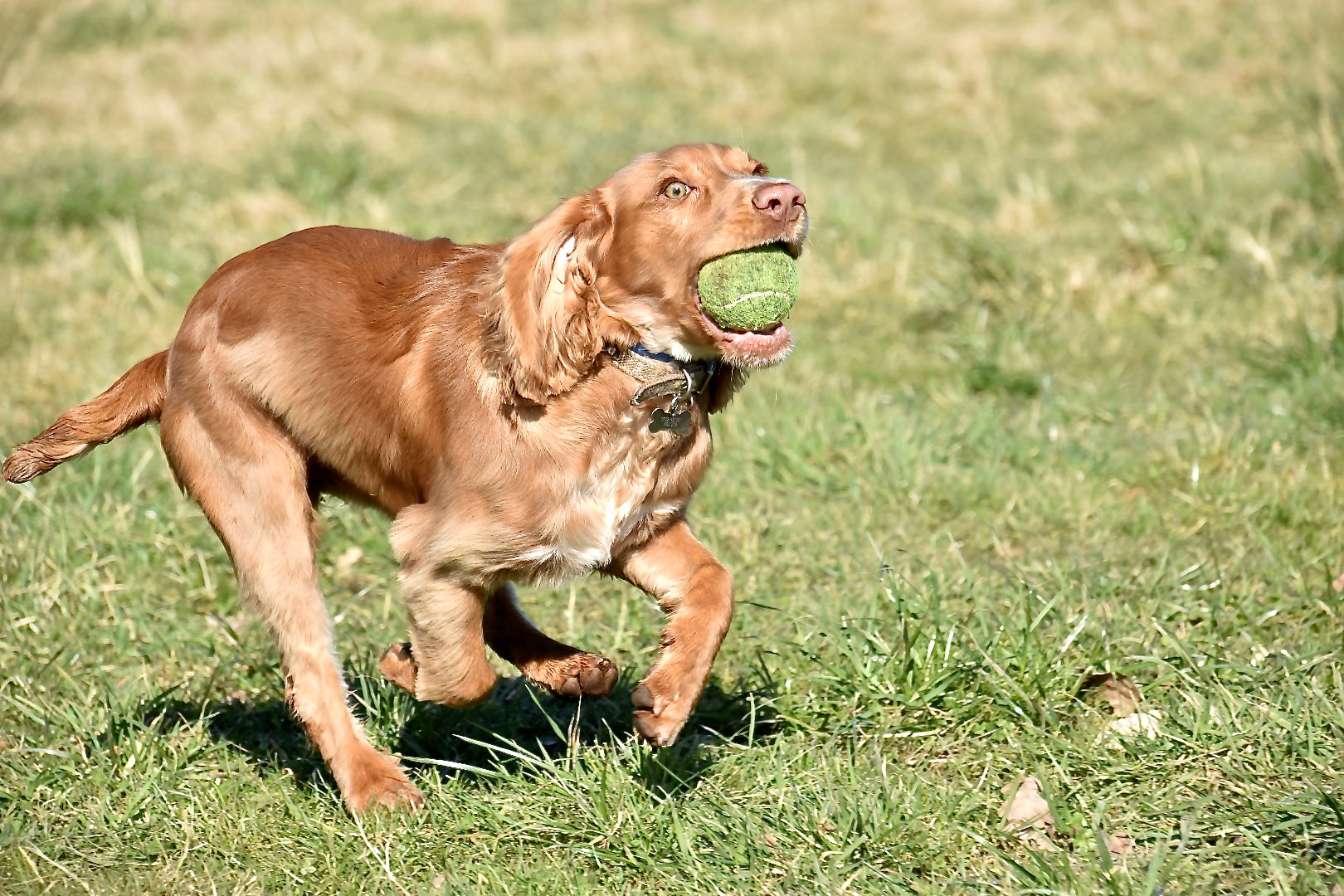 virtual and practical dog training tessleymoor