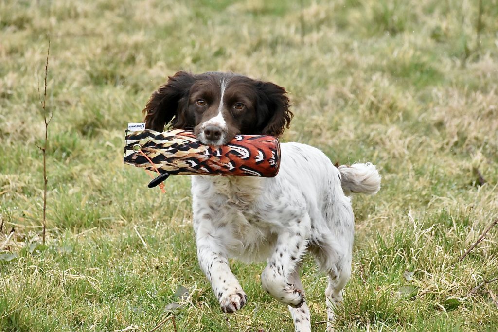 rescue springer spaniel training the tessleymoor way