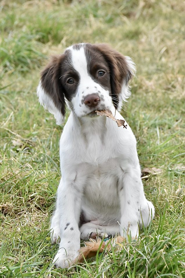 Puppy Training Journey | Springer Spaniel | Tessleymoor Way