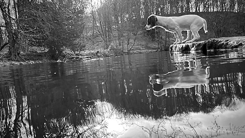 springer spaniel puppy training the tessleymoor way