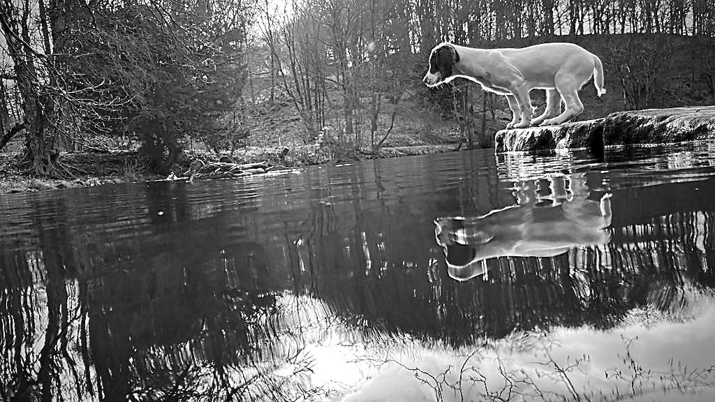 springer spaniel puppy training the tessleymoor way