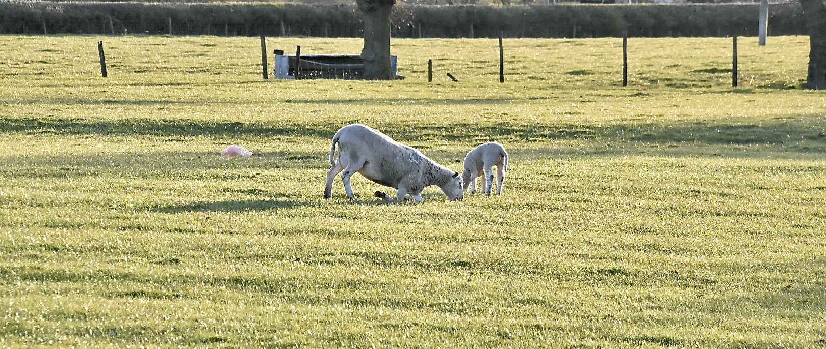 dog and sheep chasing