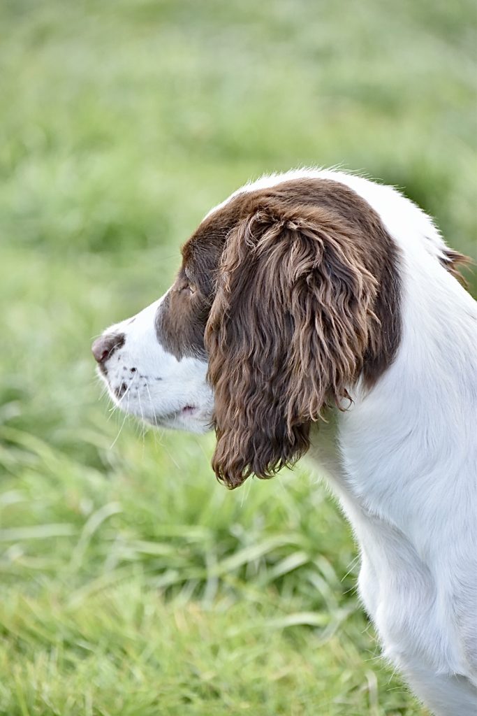 can a springer spaniel be trained right away