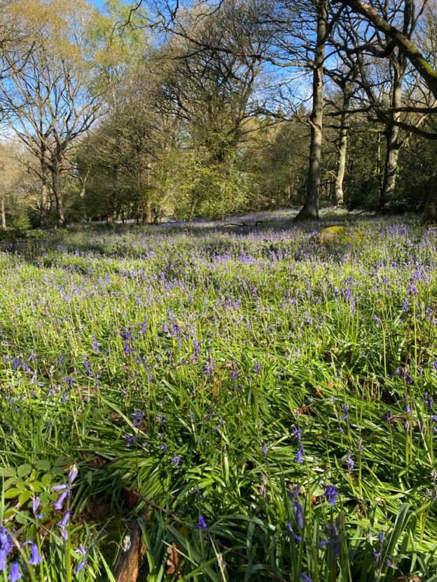 dog walkers beware of bluebells