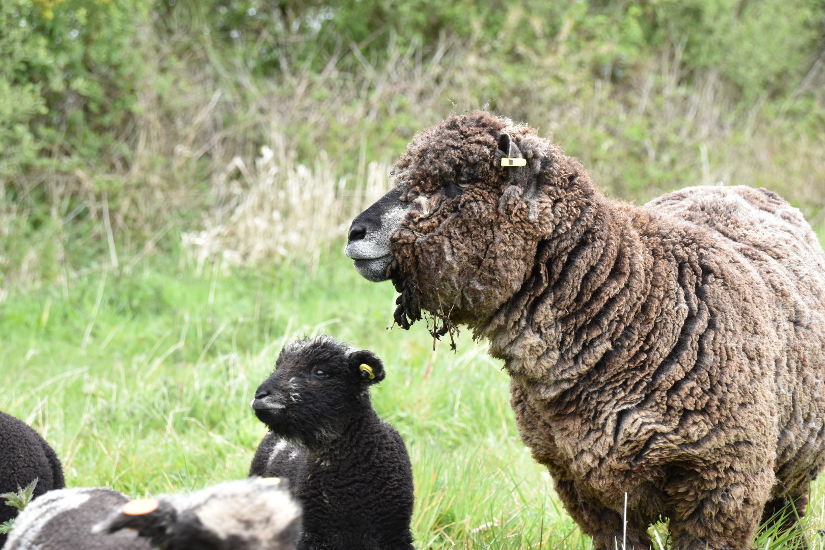 tessleymoor farm sheep ryeland flock