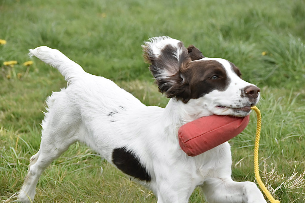 puppy gundog training the tessleymoor way