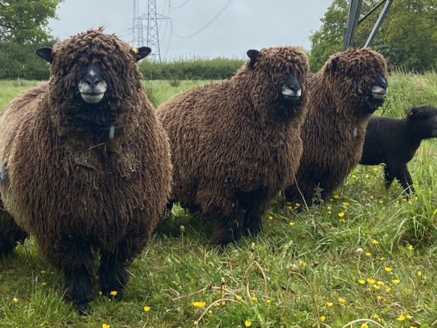 tessleymoor farm new ryeland sheep