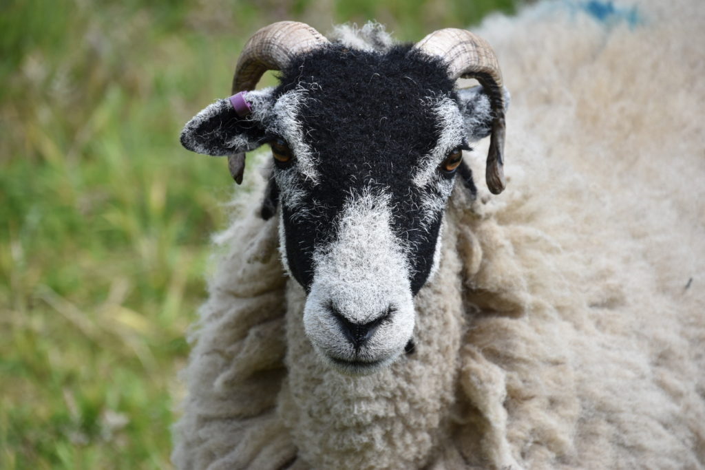 swaledale sheep on tessleymoor farm