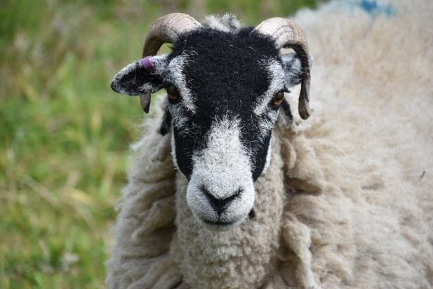 swaledale sheep on tessleymoor farm