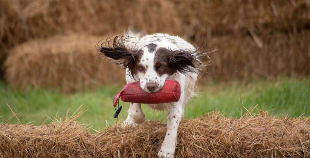 i-m-a-dog-behaviourist-and-these-are-the-9-least-affectionate-breeds