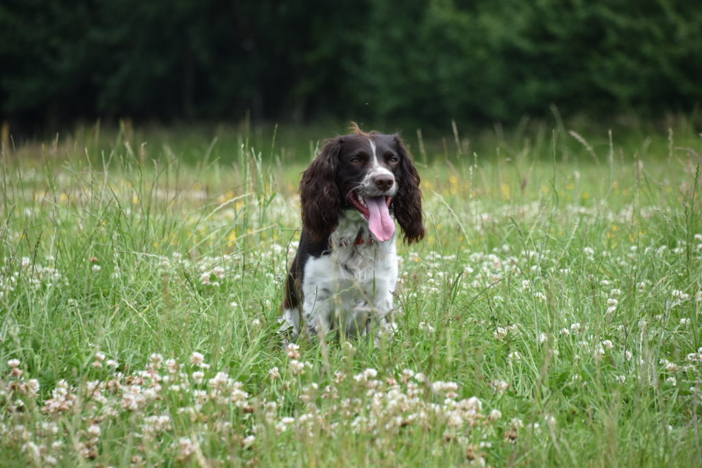 springer spaniel testimonial 