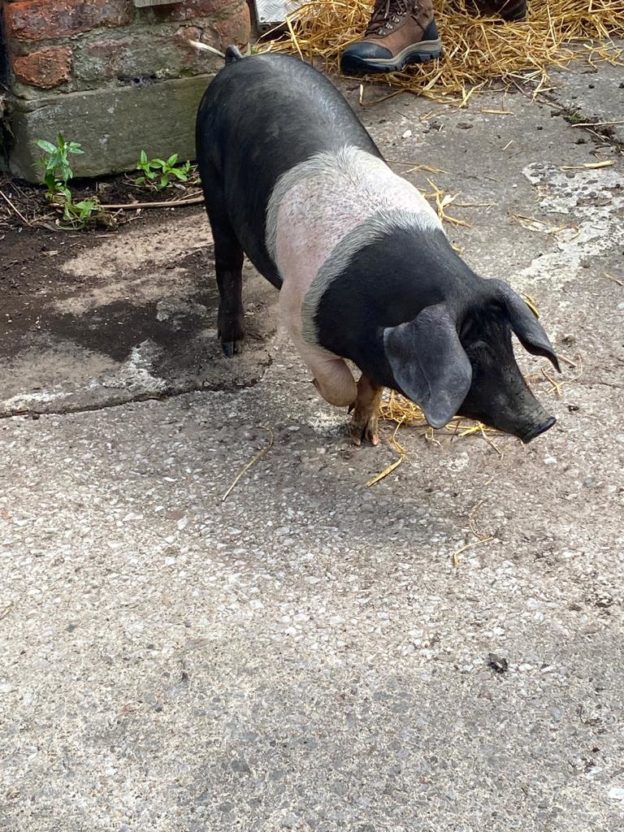 saddleback pigs tessleymoor