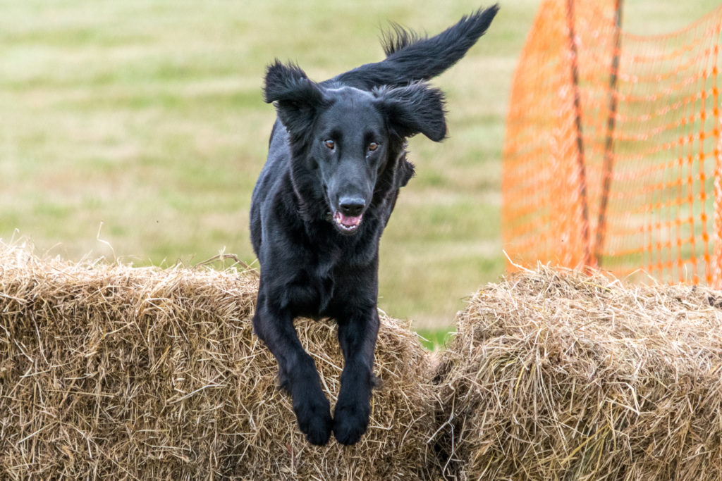 caoimhe flatcoat retriever