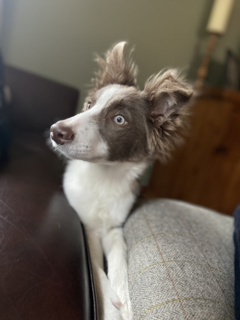 skye the working border collie