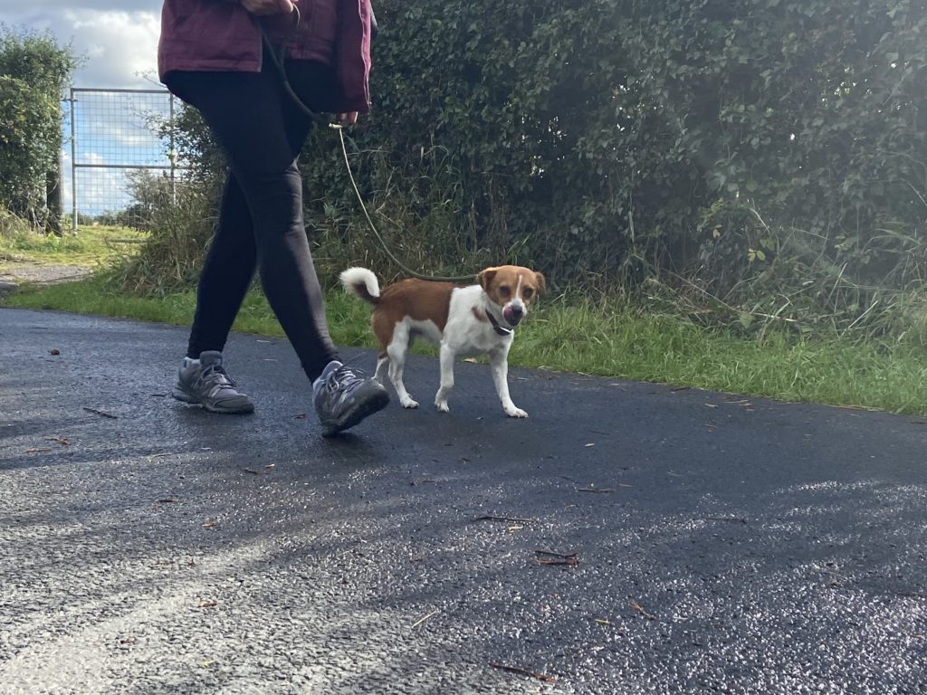 Virtual dog training the tessleymoor way