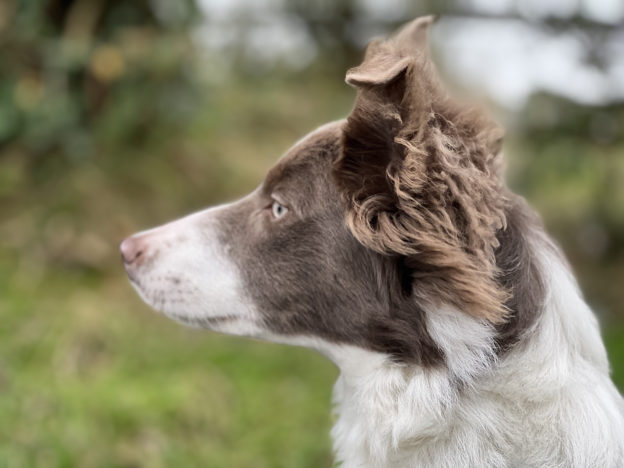 7 month old Skye Pentir Lassie border collie