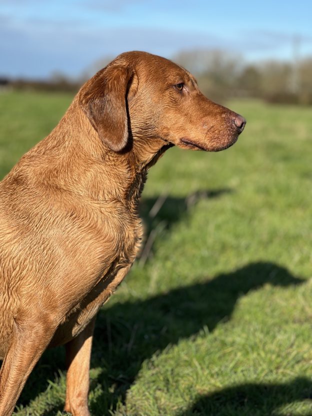 Gundog training at Tessleymoor farm