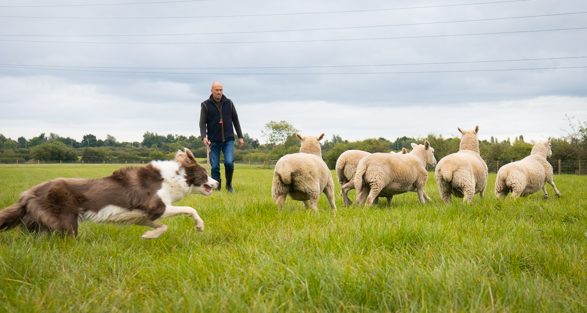 Sheepdog Training Working Farm Dogs Lancashire