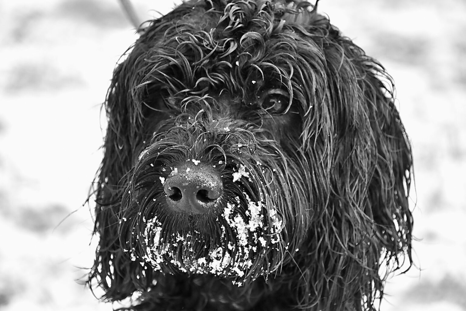 dog-training-at-winter-why-it-s-so-important-tessleymoor-gundogs